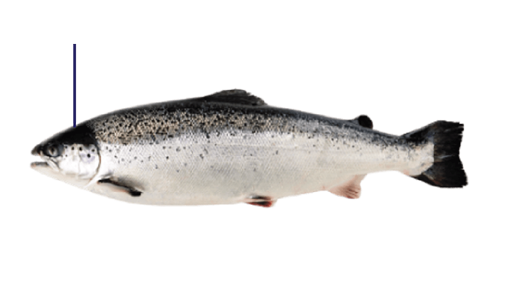 salmon